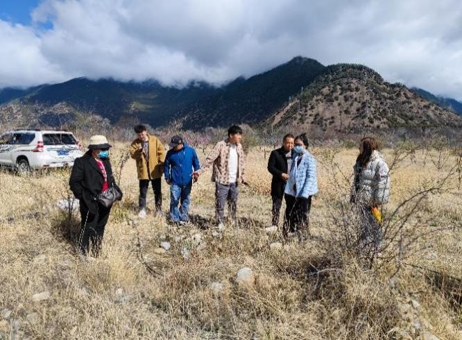 曾巴村果园实地调研